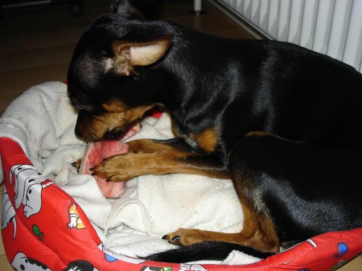 Dvaergpinscher Mille billede 13