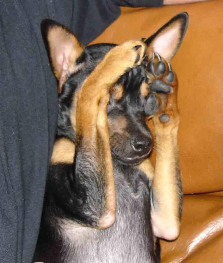 Prazsky krysarik Freja billede 15