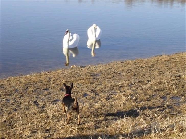 Prazsky krysarik Freja billede 16