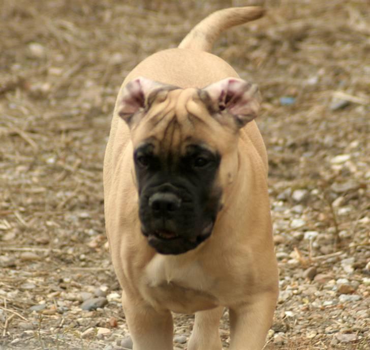 Bullmastiff Bullsaints`D The Name Of  R.I.P - Zorro 14 uger  - fuld fart over feltet:-))) billede 13