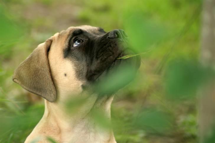 Bullmastiff Bullsaints`D The Name Of  R.I.P - Zorro 14 uger  billede 14