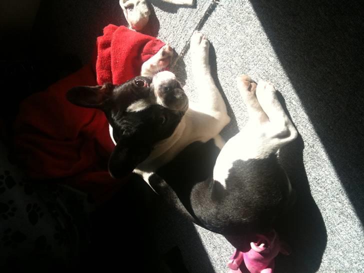 Fransk bulldog Bibbii billede 11