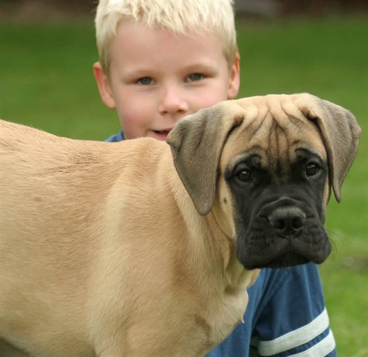 Bullmastiff Bullsaints`D The Name Of  R.I.P - Zorro 14 uger & Finn 7 år 2010 billede 15