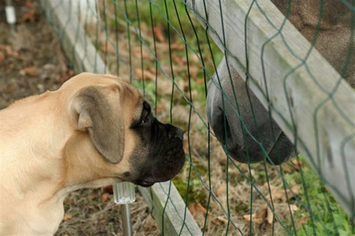 Bullmastiff Bullsaints`D The Name Of  R.I.P - Zorro 16 uger  billede 16