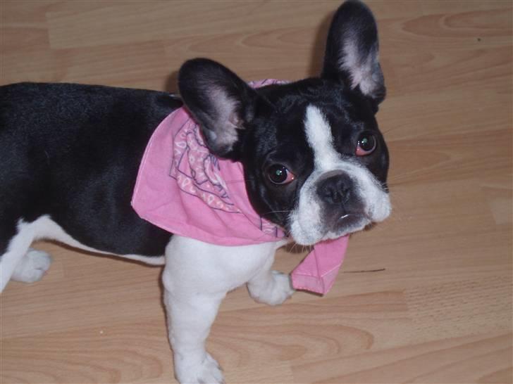 Fransk bulldog Bibbii billede 13