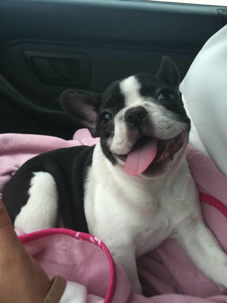 Fransk bulldog Bibbii billede 15