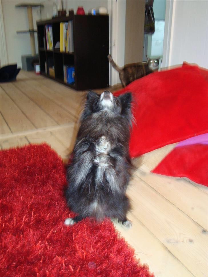 Blanding af racer Felix billede 8