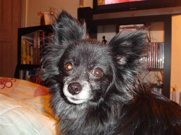 Blanding af racer Felix billede 9