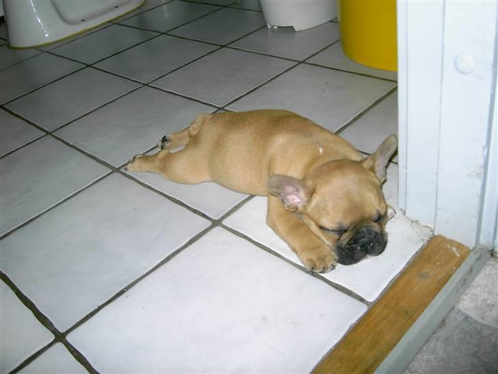 Fransk bulldog                   Milo <3 billede 1