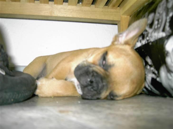Fransk bulldog                   Milo <3 billede 2