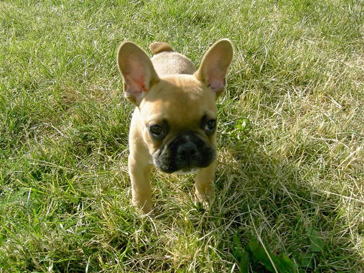 Fransk bulldog                   Milo <3 billede 4