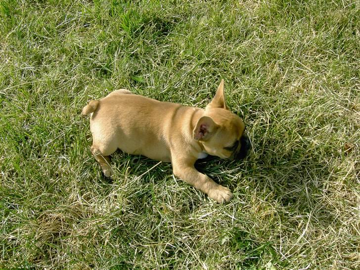 Fransk bulldog                   Milo <3 billede 5