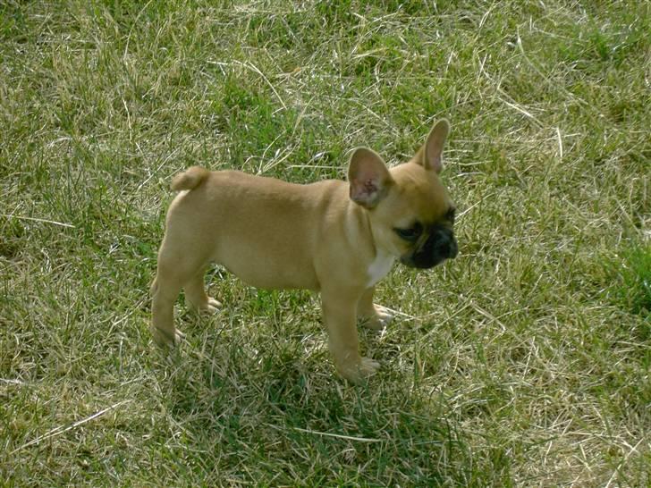 Fransk bulldog                   Milo <3 billede 8