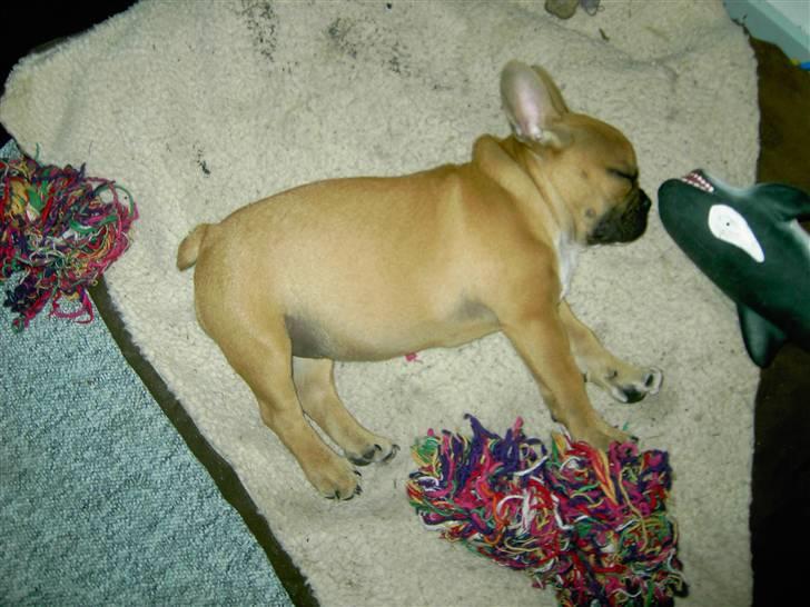 Fransk bulldog                   Milo <3 billede 9