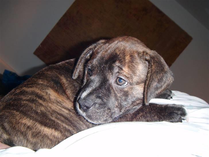 Staffordshire bull terrier Kayser billede 15