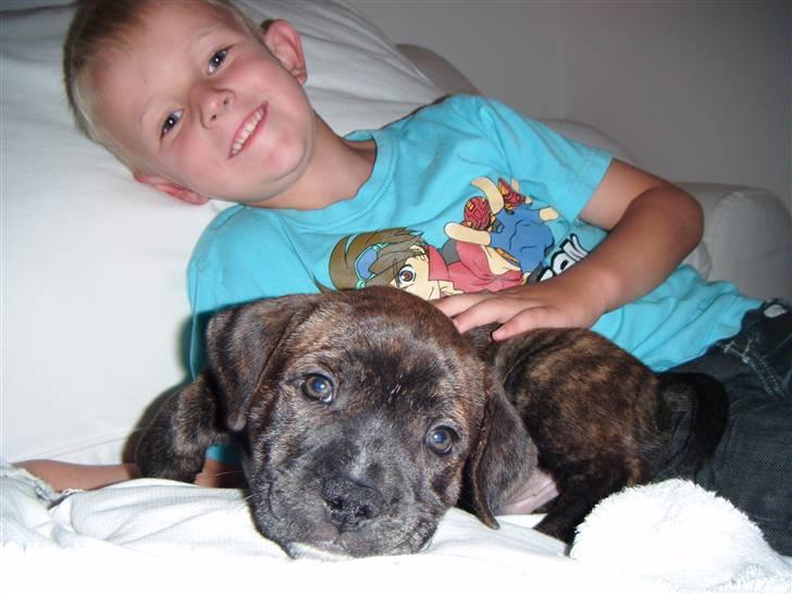 Staffordshire bull terrier Kayser - 7 uger gammel billede 12