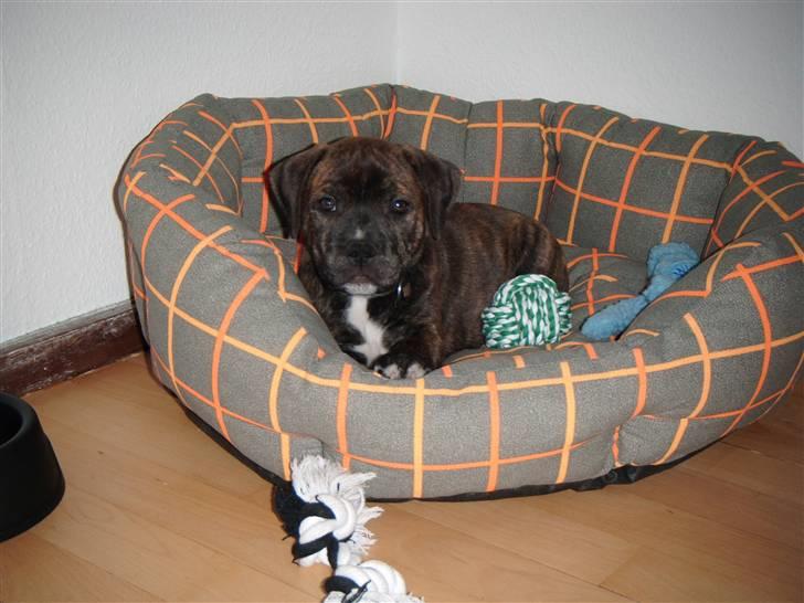 Staffordshire bull terrier Kayser billede 2