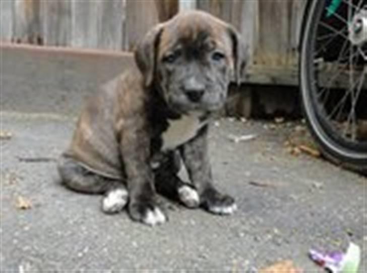 Staffordshire bull terrier Kayser - 7 uger gammrl billede 3