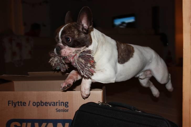 Fransk bulldog Walter R.I.P billede 11