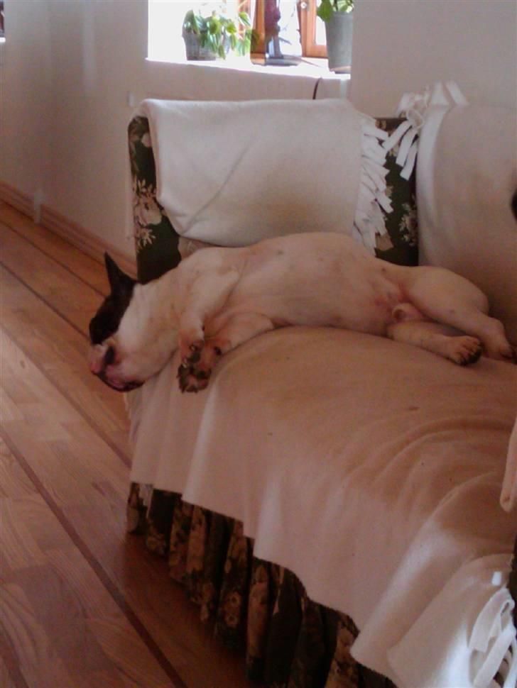 Fransk bulldog Walter R.I.P billede 12