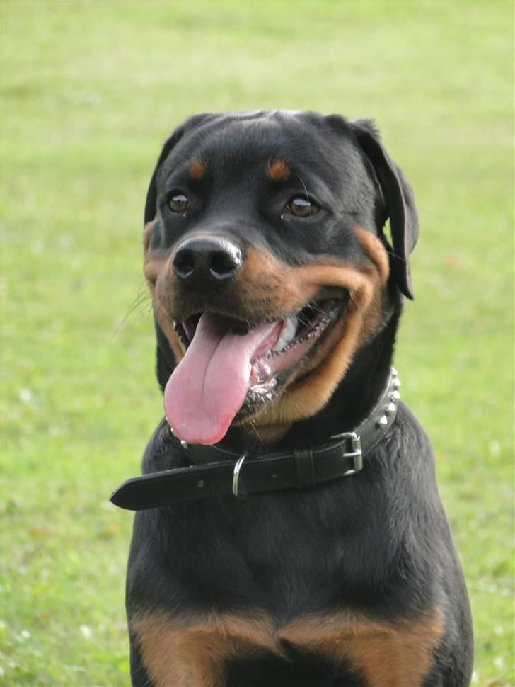 Rottweiler (Zakoda) Tyson billede 18