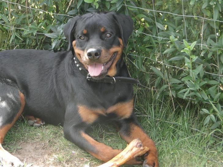 Rottweiler (Zakoda) Tyson billede 19