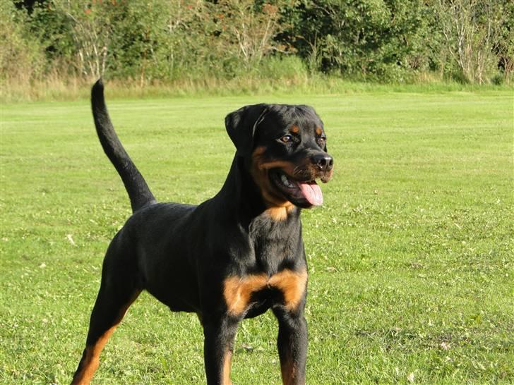 Rottweiler (Zakoda) Tyson billede 20