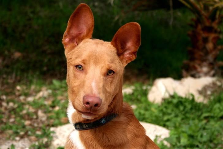 Podenco ibicenco Lucas billede 1