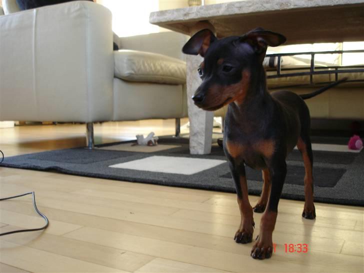 Prazsky krysarik  Peanut R.I.P. billede 8