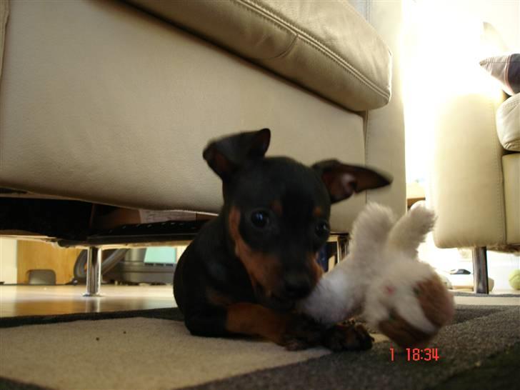 Prazsky krysarik  Peanut R.I.P. billede 9