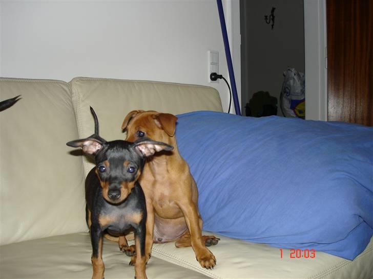 Prazsky krysarik  Peanut R.I.P. billede 10