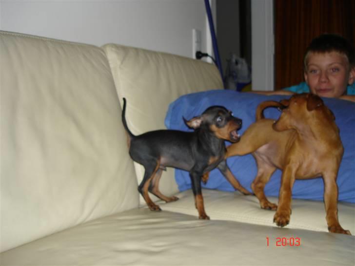 Prazsky krysarik  Peanut R.I.P. billede 11