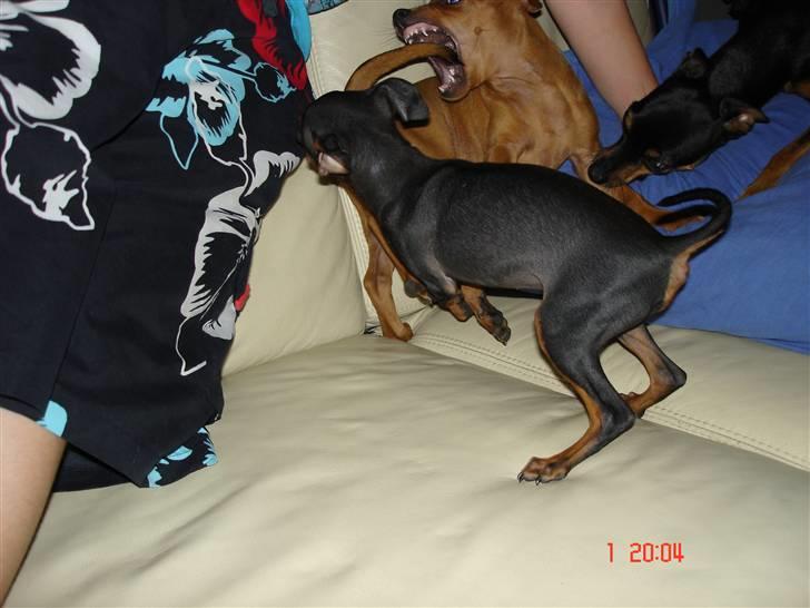 Prazsky krysarik  Peanut R.I.P. billede 12