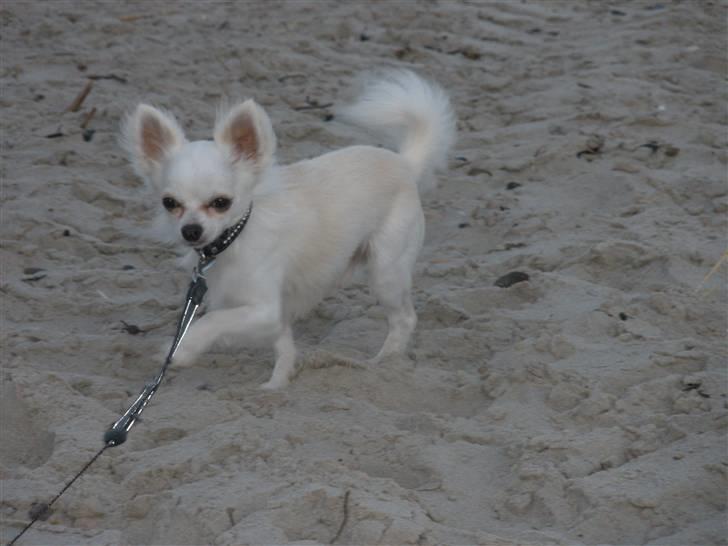 Chihuahua Willi - Kan skam godt gå pænt billede 12