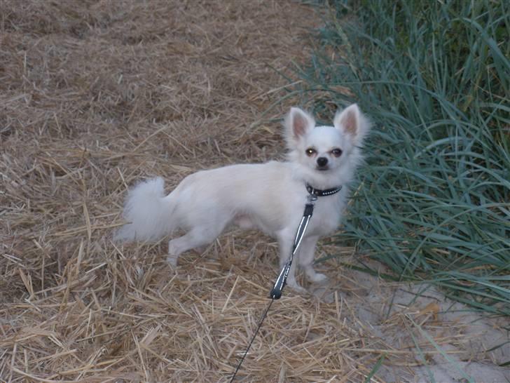 Chihuahua Willi - Flotte fyr billede 13