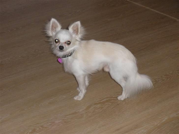 Chihuahua Willi billede 14