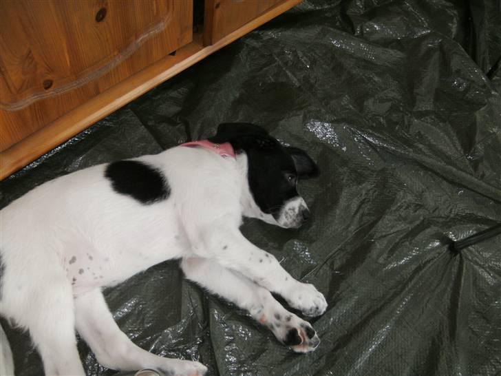 Blanding af racer Bertha - Skøn hund! billede 1