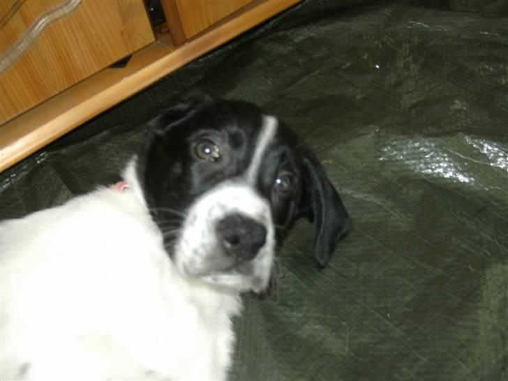 Blanding af racer Bertha - Skøn hund! billede 2