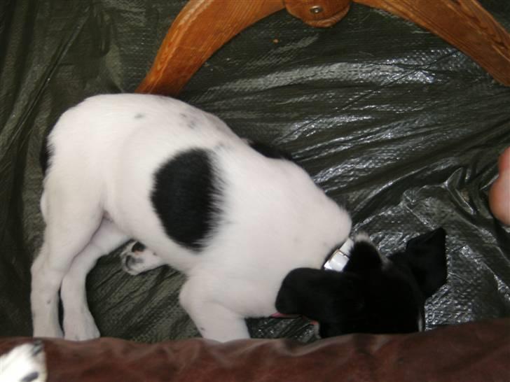 Blanding af racer Bertha - Skøn hund! billede 3