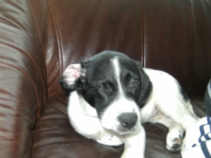 Blanding af racer Bertha - Skøn hund! billede 5