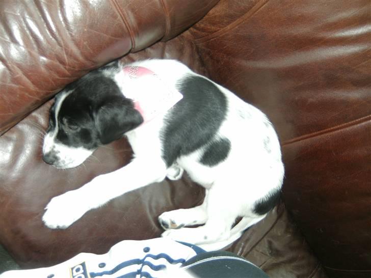 Blanding af racer Bertha - Skøn hund! billede 6