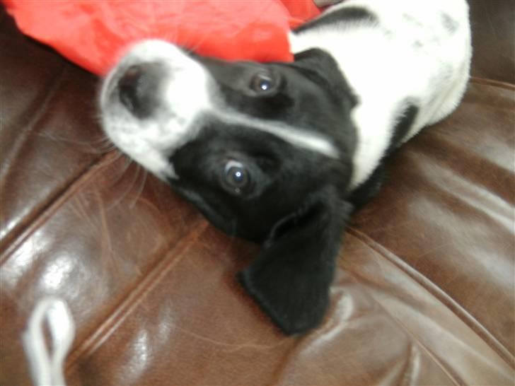 Blanding af racer Bertha - Skøn hund! billede 7