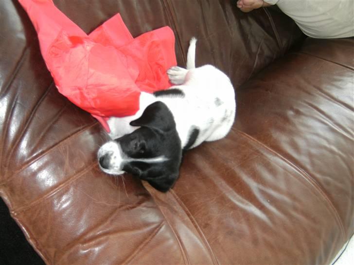 Blanding af racer Bertha - Skøn hund! billede 8