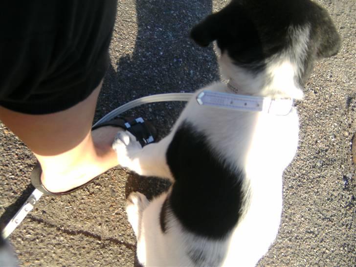 Blanding af racer Bertha - Skøn hund! billede 9