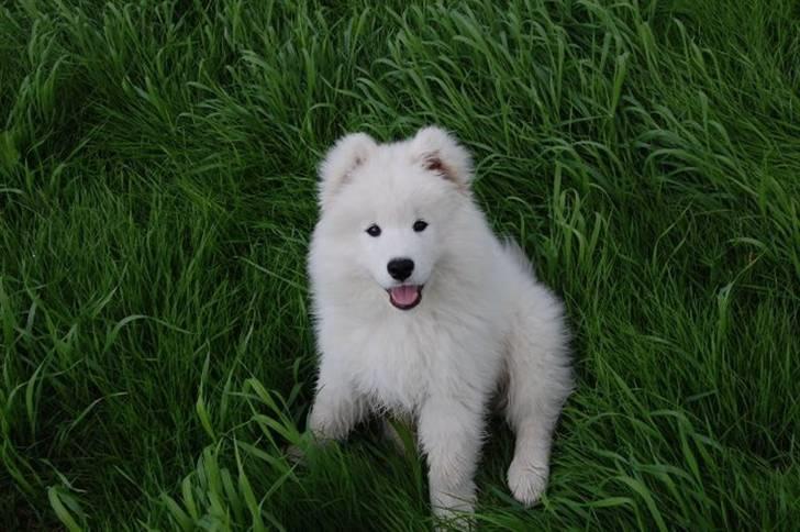 Samojedhund Blue Balou billede 1