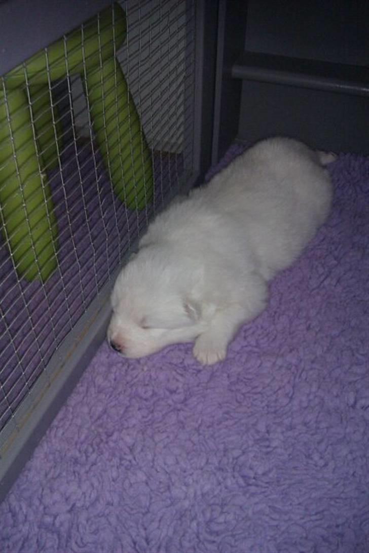 Samojedhund Blue Balou billede 2