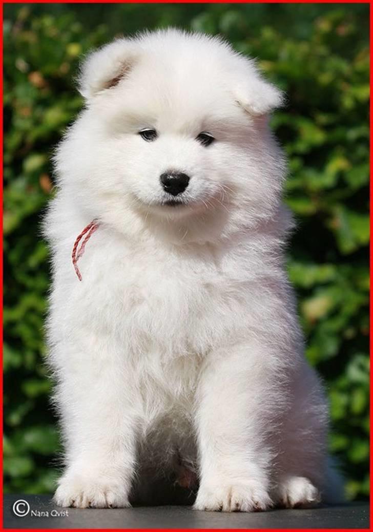 Samojedhund Blue Balou billede 3