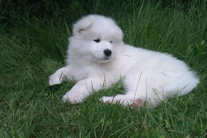 Samojedhund Blue Balou billede 4