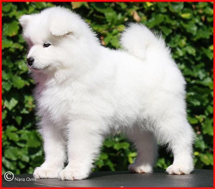 Samojedhund Blue Balou billede 5