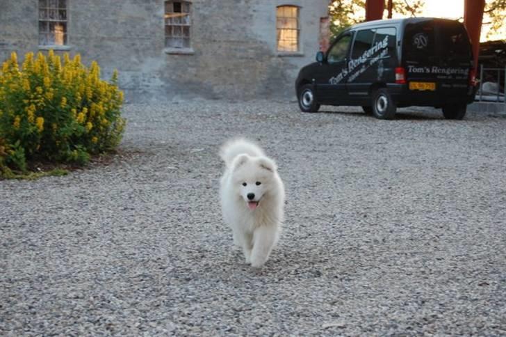 Samojedhund Blue Balou billede 6